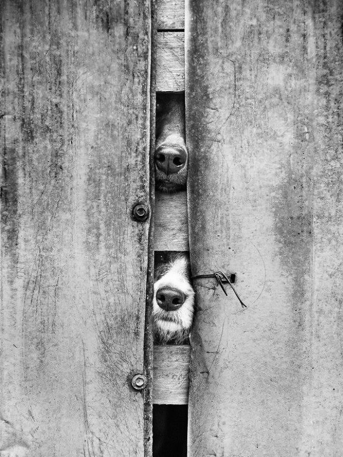Wait Till You See These 38 Dogs Doing Their Absolute Weirdest (And Cutest) Things!