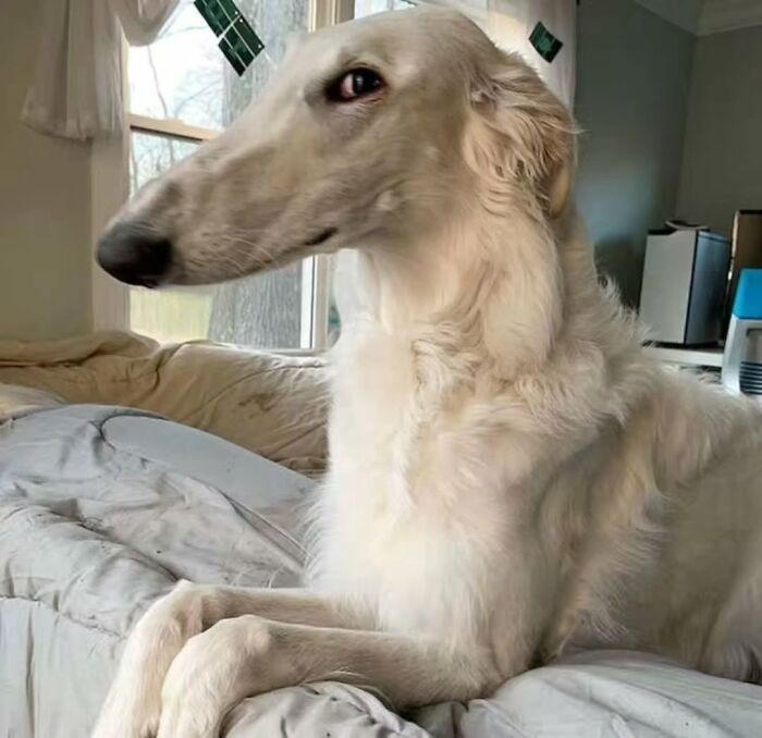 Wait Till You See These 38 Dogs Doing Their Absolute Weirdest (And Cutest) Things!