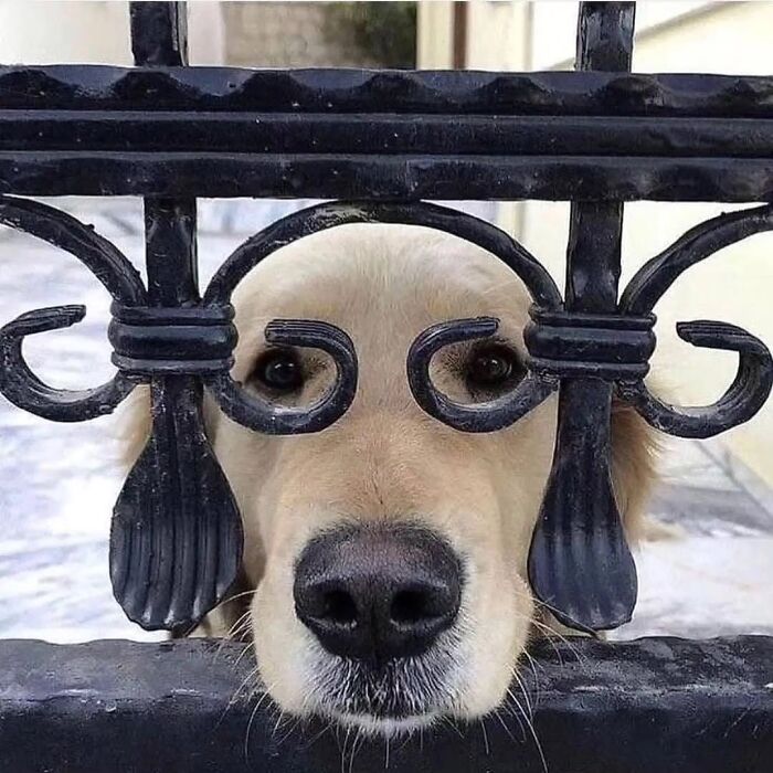 Wait Till You See These 38 Dogs Doing Their Absolute Weirdest (And Cutest) Things!