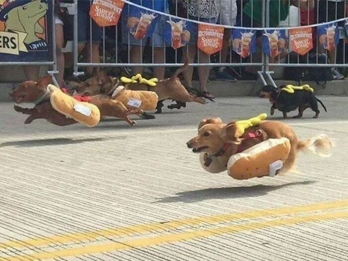 Wait Till You See These 38 Dogs Doing Their Absolute Weirdest (And Cutest) Things!