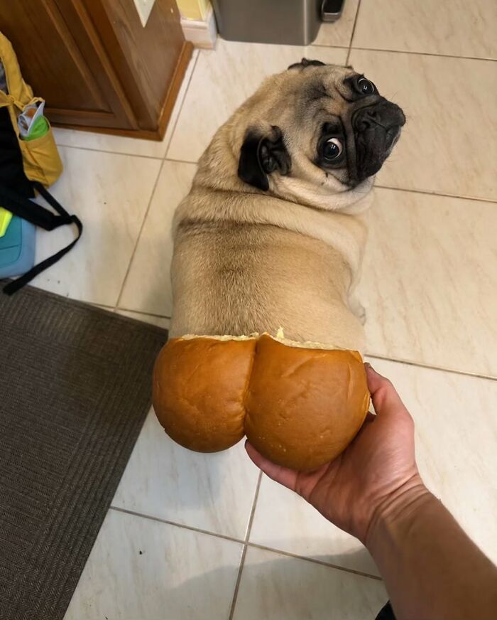 Wait Till You See These 38 Dogs Doing Their Absolute Weirdest (And Cutest) Things!