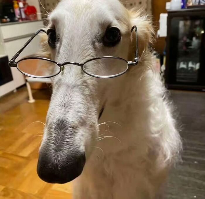 Wait Till You See These 38 Dogs Doing Their Absolute Weirdest (And Cutest) Things!