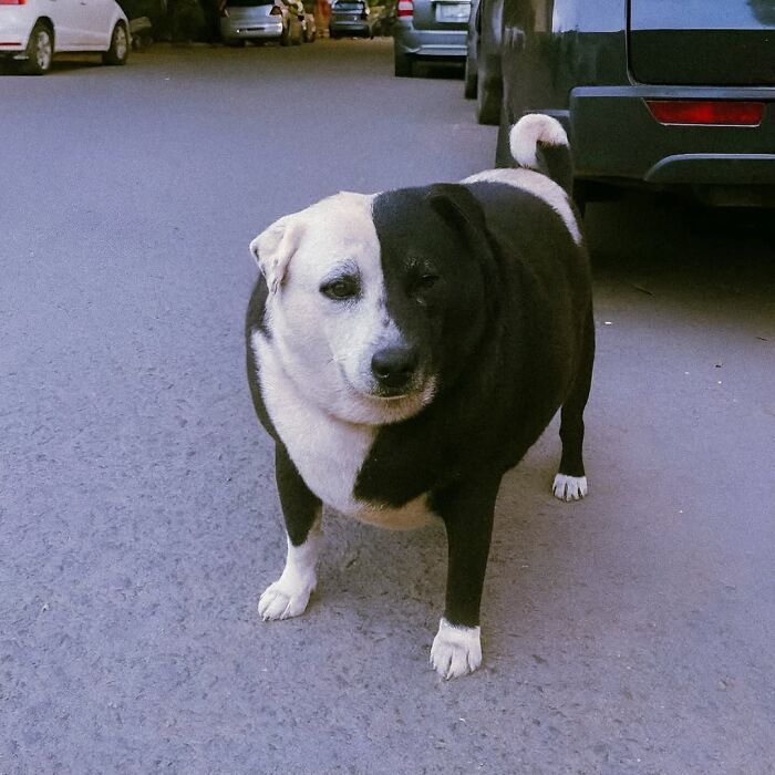 Wait Till You See These 38 Dogs Doing Their Absolute Weirdest (And Cutest) Things!
