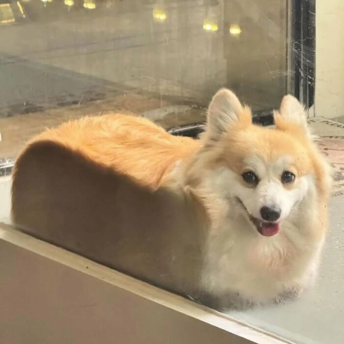 Wait Till You See These 38 Dogs Doing Their Absolute Weirdest (And Cutest) Things!
