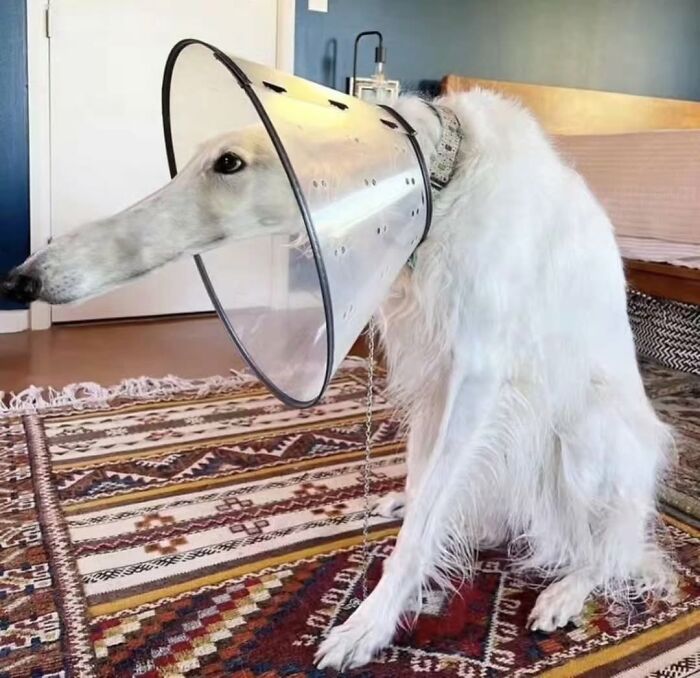 Wait Till You See These 38 Dogs Doing Their Absolute Weirdest (And Cutest) Things!