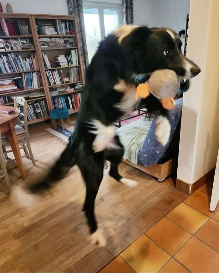 Wait Till You See These 38 Dogs Doing Their Absolute Weirdest (And Cutest) Things!
