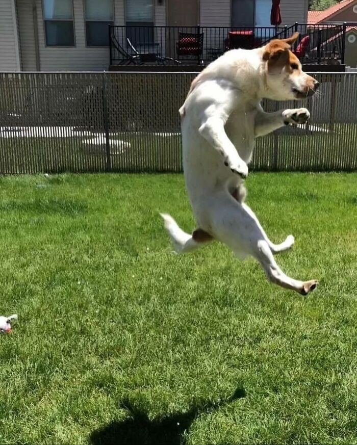 Wait Till You See These 38 Dogs Doing Their Absolute Weirdest (And Cutest) Things!