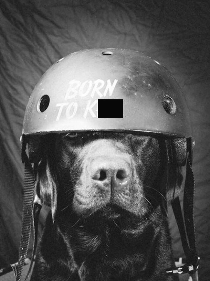 Wait Till You See These 38 Dogs Doing Their Absolute Weirdest (And Cutest) Things!