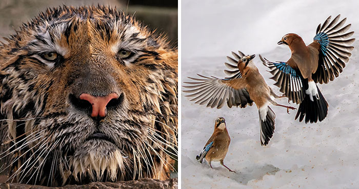Wait, These Nature Photos Won Awards?!