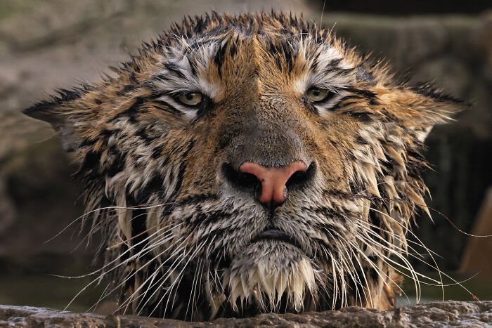 Tiger Fresh Out Of The Bath