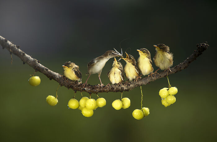 Mother Bird Feeding Frenzy