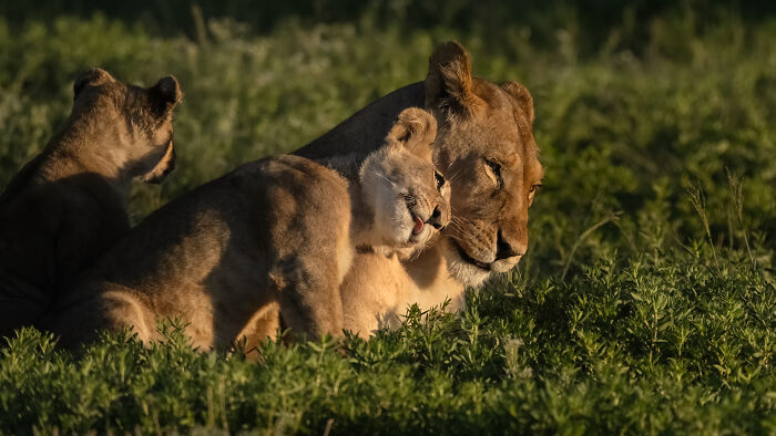 Lion Cub’s Snuggle Moment