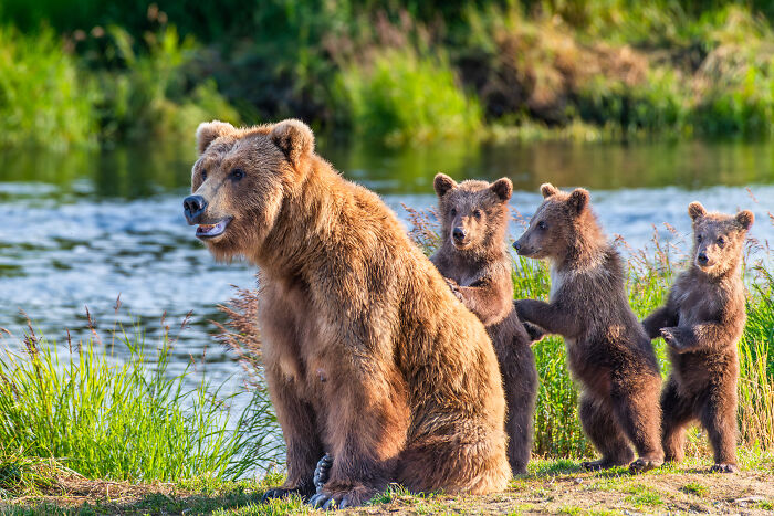 Bear Cubs Curiosity Club