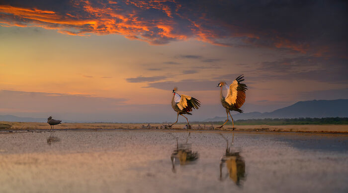 Morning Crane Dance