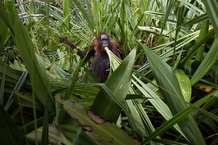 Meet The Orange Spirit: An Orangutan Tale