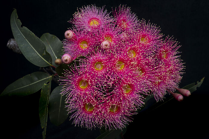 Firework Flower Show