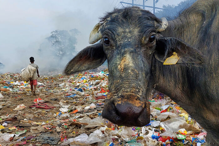 Garbage Dump Survival Struggles