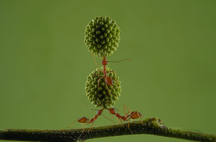 Ants Doing The Heavy Lifting