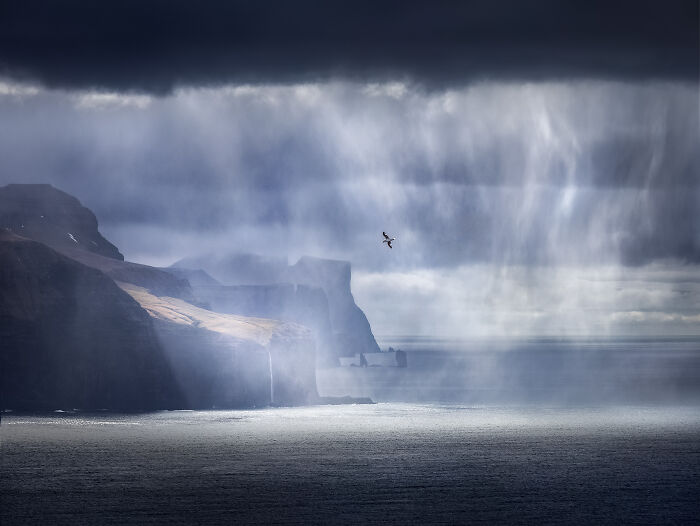 Bird Soars Through Rain Drama
