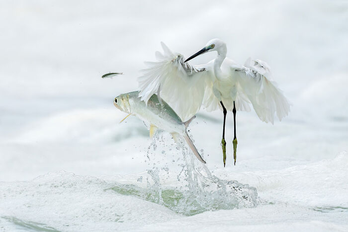 Fish & Egret Passing Drama