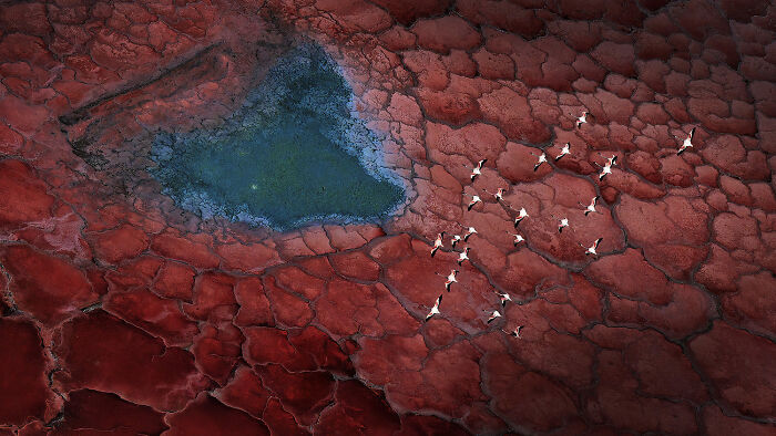 Flamingos Party From The Sky