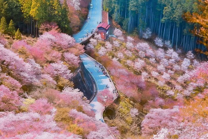 Pink Wave: Cherry Blossom Heaven