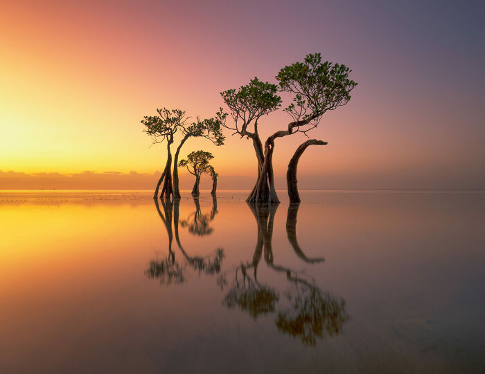 Mangrove Serenity At Sunset