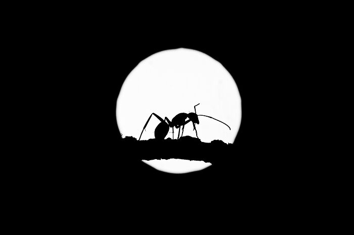 Moonlit Ant Macro