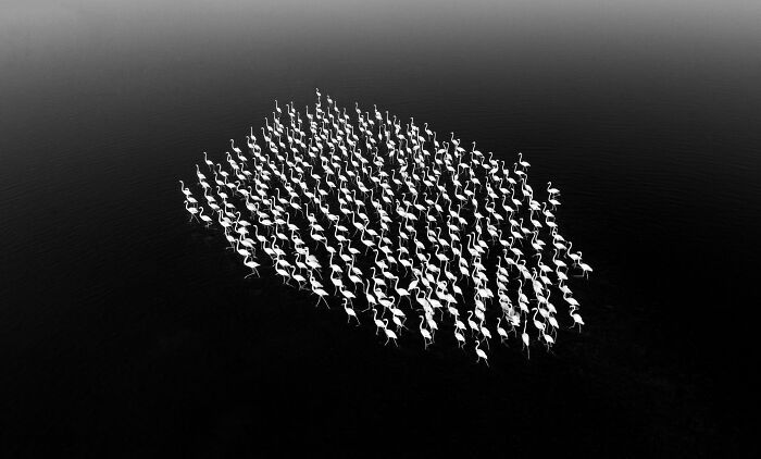 Flamingos Ensemble in Black & White