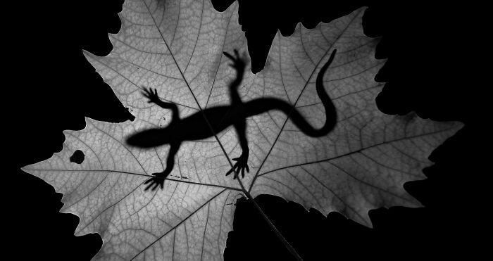 Lizard Hunting Silhouette