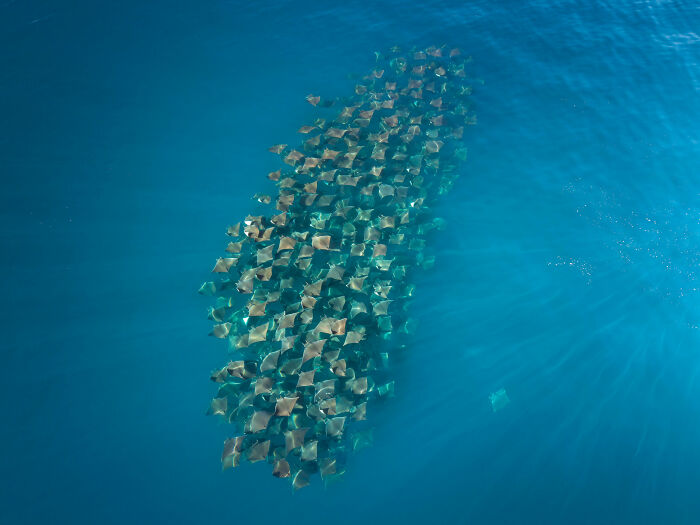 Mobula Rays Flipping The Script