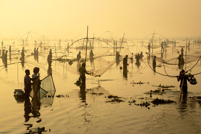 Fish Trap Festival Frenzy