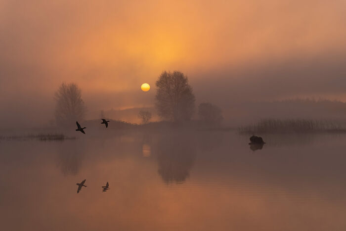 Foggy Sunrise Goose Surprise