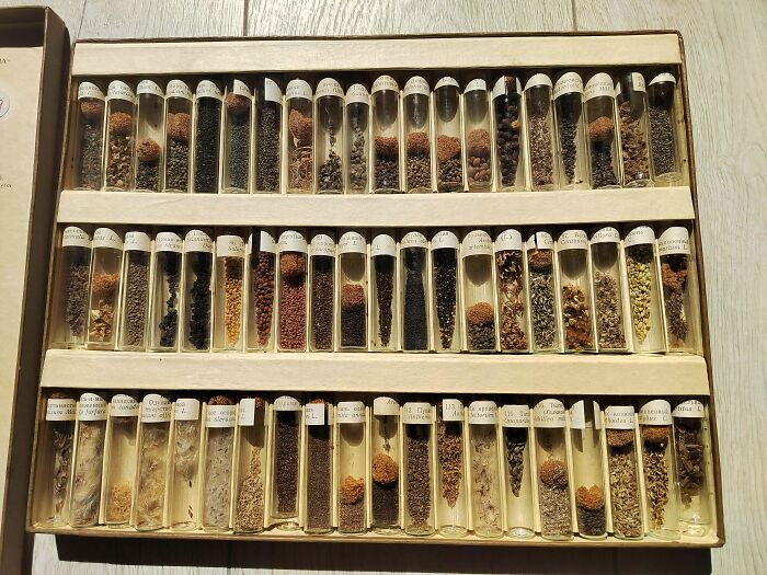 Ancient Wild Seed Collection (From 1965!)