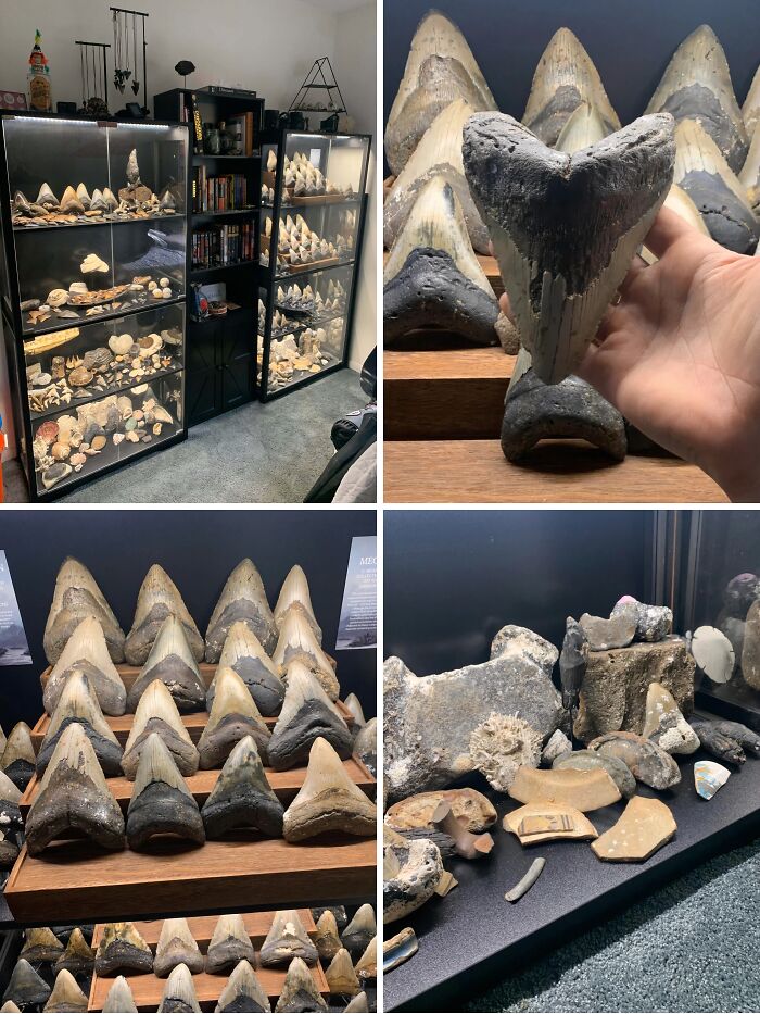 Shark Teeth & Scuba Treasures