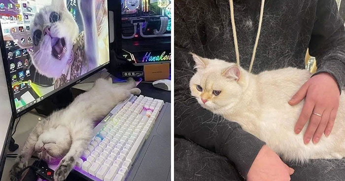 46 Cat Pics That Are So Weird, You’ll Laugh Every Time