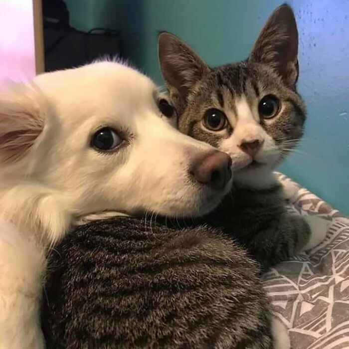 46 Cat Pics That Are So Weird, You’ll Laugh Every Time