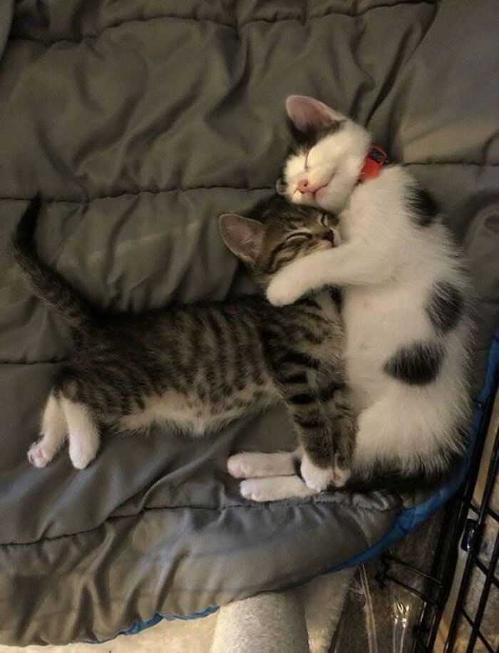 46 Cat Pics That Are So Weird, You’ll Laugh Every Time