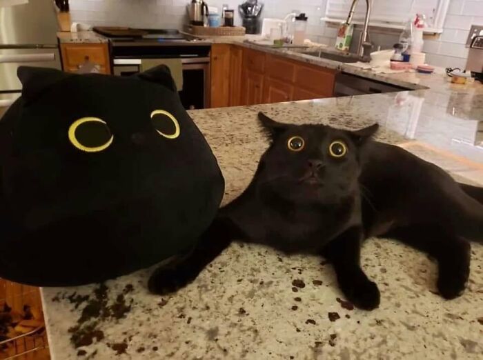 46 Cat Pics That Are So Weird, You’ll Laugh Every Time
