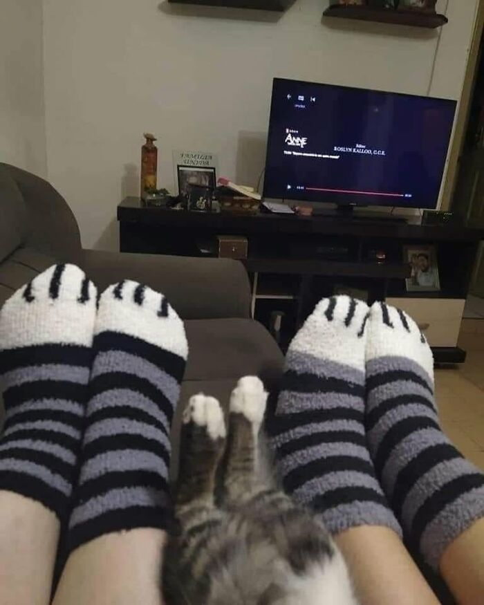 46 Cat Pics That Are So Weird, You’ll Laugh Every Time