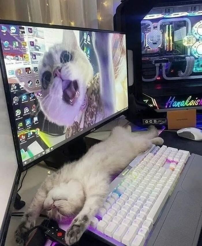 46 Cat Pics That Are So Weird, You’ll Laugh Every Time