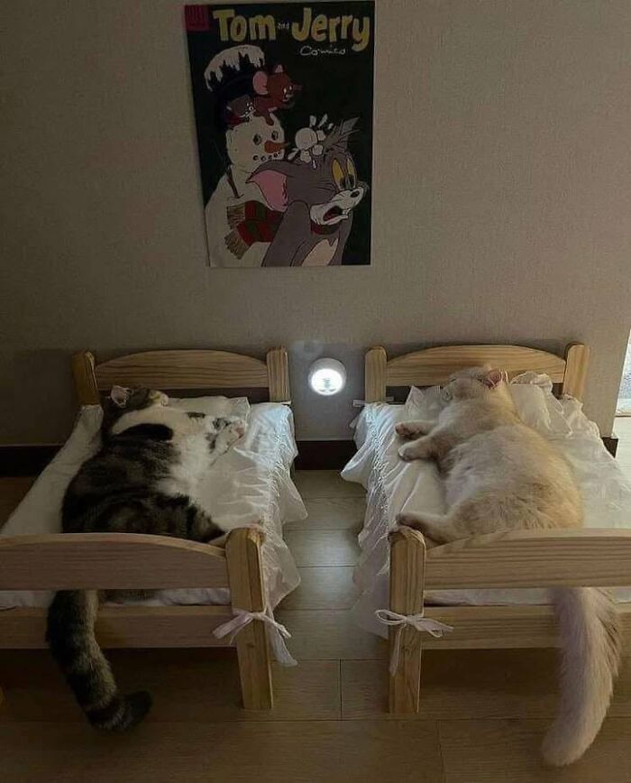 46 Cat Pics That Are So Weird, You’ll Laugh Every Time