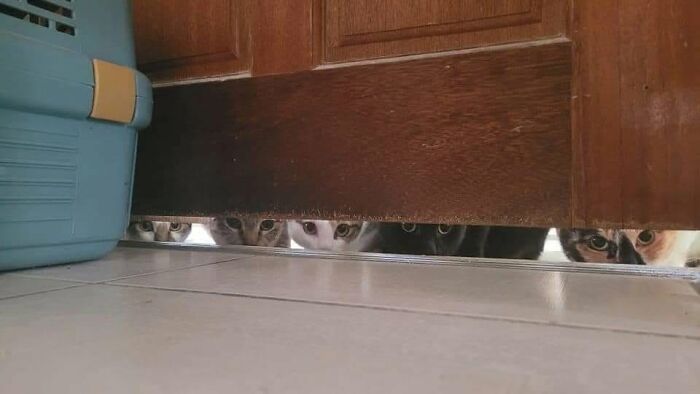 46 Cat Pics That Are So Weird, You’ll Laugh Every Time