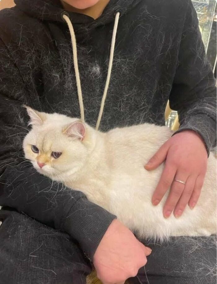 46 Cat Pics That Are So Weird, You’ll Laugh Every Time