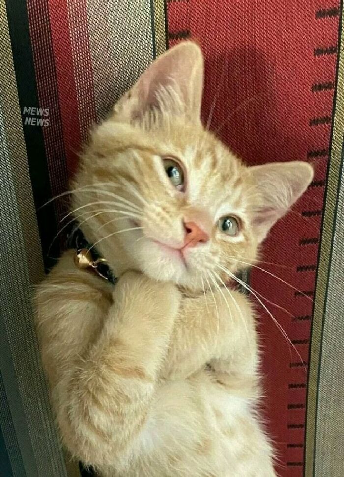 46 Cat Pics That Are So Weird, You’ll Laugh Every Time