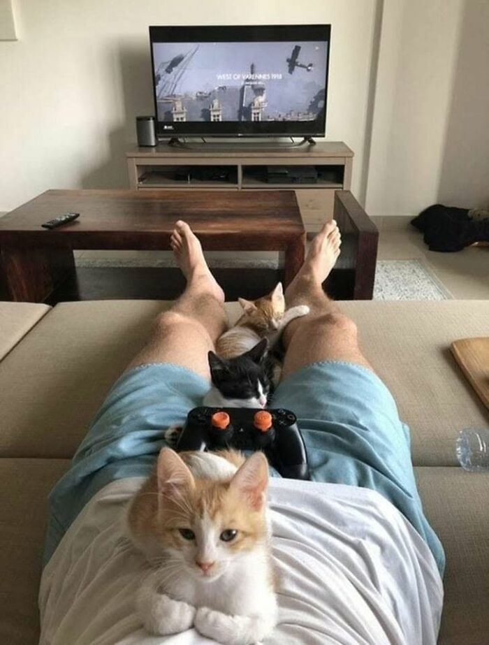 46 Cat Pics That Are So Weird, You’ll Laugh Every Time