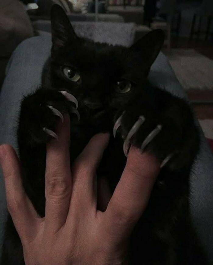 46 Cat Pics That Are So Weird, You’ll Laugh Every Time