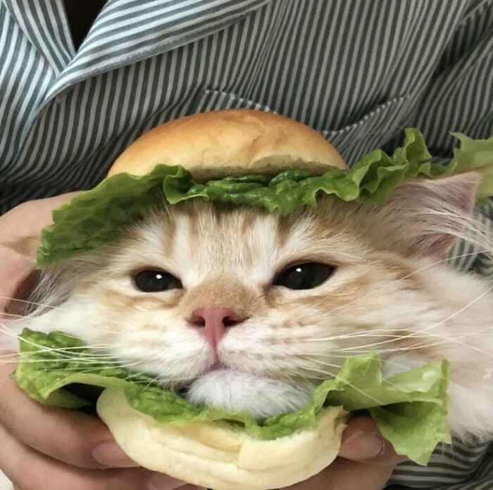 46 Cat Pics That Are So Weird, You’ll Laugh Every Time