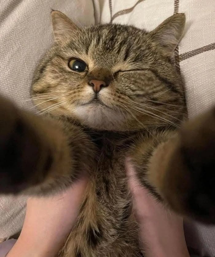 46 Cat Pics That Are So Weird, You’ll Laugh Every Time
