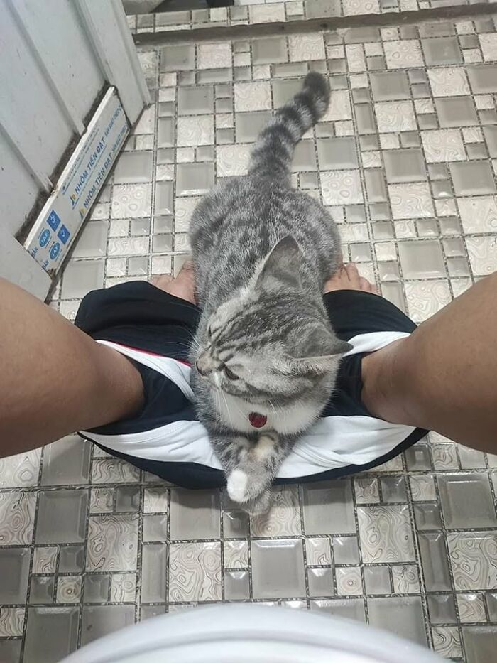 46 Cat Pics That Are So Weird, You’ll Laugh Every Time